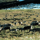 Check out these cool-ass Porcupine caribou. They’re at risk under this plan.